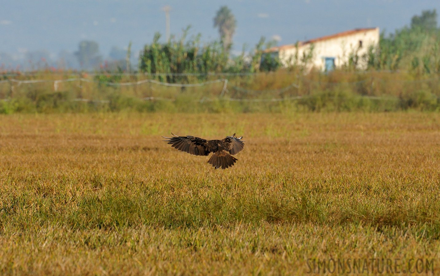 Circus aeruginosus aeruginosus [550 mm, 1/1250 sec at f / 10, ISO 1600]